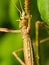 Walking stick in macro photography