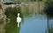 Walking storks flying around a lake on a green background