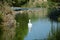 Walking storks flying around a lake on a green background