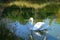 Walking storks flying around a lake on a green background