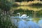 Walking storks flying around a lake on a green background