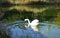 Walking storks flying around a lake on a green background