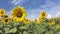 Walking through sunflower field slow motion