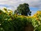 Walking through the sunflowers