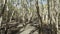 Walking on a swamp boardwalk in Mackay, weeping paperback Melaleuca Leucadendra, Australia