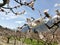 Walking among the Swiss apricot orchards in Valais