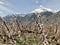 Walking among the Swiss apricot orchards in Valais