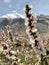 Walking among the Swiss apricot orchards in Valais