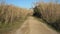 walking through tall thickets of grass on a sunny day