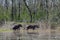 Walking tapirs