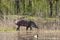 Walking tapirs