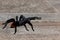 Walking Tarantula