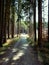 Walking thru the forest near city of Gilching, Germany - Just a regular green zone