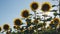 Walking thru a sunflower field on a sunset.