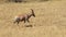 A walking topi antelope in masai mara