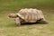 Walking tortoise