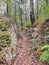 Walking track through the Australian bush