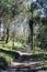 Walking track through Australian bushland