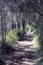 Walking track through Australian bushland