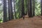 A walking track through Californian Redwood trees at Hamurana Springs Recreational Reserve in Rotorua, New Zealand.