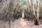 Walking Track at Dunns Swamp Australian Bush