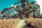 Walking track passing through native Australian bush.