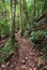 Walking track through rainforest