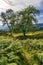 On the walking track from Strathtay to Pitlochry, Scotland, United Kingdom