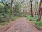 Walking track at Sugarloaf Point through Australian eucalypt forest