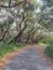 Walking track at Sugarloaf Point through Australian eucalypt forest