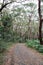 Walking track at Sugarloaf Point through Australian eucalypt forest