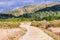 Walking trail in Ano Nuevo State Park, Pacific Ocean Coastline; Santa Cruz mountains, covered in evergreen trees, visible in the