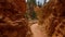 Walking trail in Bryce Canyon.