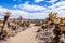 Walking trail in the Cholla Cactus Garden, one of the main attractions of Joshua Tree National Park, California