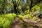 Walking trail through the forests of Uvas Canyon County Park, green Miner\'s Lettuce covering the ground, Santa Clara county,