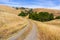 Walking trail among hills and valleys covered in dry grass and oak trees, south San Francisco bay area, San Jose, California