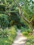 A walking trail in the Lane Cove National Park