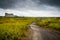 A Walking Trail Lead To The Horizon By Tall Green Grasses Under Stormy Sky In Long Beach Washington