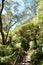 A walking trail at Leura in the Blue Mountains