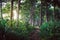 Walking trail in New Zealand tropical forest