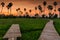 Walking trail of Rice and sugar palm tree farm at dusk