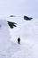 Walking trail between Snow wall at Tateyama Kurobe Alpine Route, Toyama - Japan