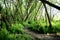 walking trail in the spring forest. hiking trail. trail for cycling in the woods