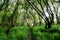 walking trail in the spring forest. hiking trail. trail for cycling in the woods. dense thickets and grass