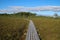 Walking trail in a swamp in Latvia. Nature in Summer