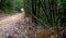 Walking trail in Thai tropical forest, Khao Sok National Park, Thailand.