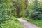 Walking trail tropical forest trees bushes. Beautiful Green Forest In Summer