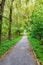 Walking trail tropical forest trees bushes. Beautiful Green Forest In Summer