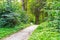 Walking trail tropical forest trees bushes. Beautiful Green Forest In Summer