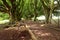 A walking trail under huge trees. Green leaves, trunks and shadows.